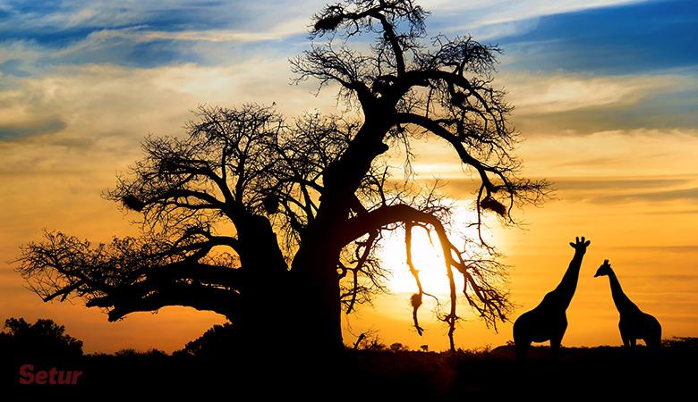 Afrika Turları